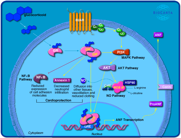 Diagrama de BioCarta del término “corticosteroides y cardioprotección”. Imagen extraída de https://david.ncifcrf.gov/biocarta.jsp?path=h_gcrPathway$Corticosteroids+and+cardioprotection&termId=30000124.