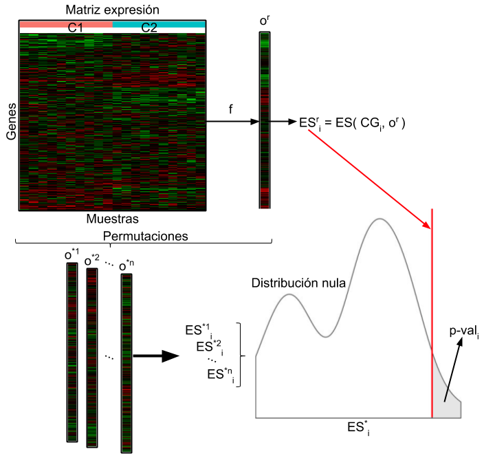 Diagrama clásico del proceso completo de Puntuación Funcional de Clase (PFC). Este proceso parte de una Matriz de expresión, con Genes en filas y Muestras en columnas, y la etiqueta de de condición de cada muestra (C1 y C2). Mediante alguna función particular (f) se obtiene un ordenamiento real (o\(^r\)) para los genes, es decir, para cada gen un valor numérico que le asigna una posición de orden. Luego, mediante una función llamada Enrichment Score (ES), partiendo de un conjunto de genes particular (CG\(_i\)) y el ordenamiento, se obtiene un valor de enriquecimiento real para el conjunto de genes (ES\(^r_i\)). Esta función ES es diferente dependiendo del algoritmo de PFC utilizado. Luego, mediante permutaciones sobre las condiciones, las etiquetas de los genes, ó del ordenamiento, se generan nuevos vectores de ordenamiento (o\(^*_1\), o\(^*_2\), …, o\(^*_n\)). Con cada uno de estos ordenamientos permutados, se genera un valor de enriquecimiento permutado para el conjunto de genes (ES\(^{*1}_i\), ES\(^{*2}_i\), …, ES\(^{*n}_i\)). Dado que se cuenta con n muestras permutadas de valores de enriquecimiento, se procede a realizar una distribución nula, con la cual se compara contra el valor de enriquecimiento real ES\(^r_i\), y por ende se obtiene un p-valor asociado al conjunto de genes dado (p-val\(_i\)).