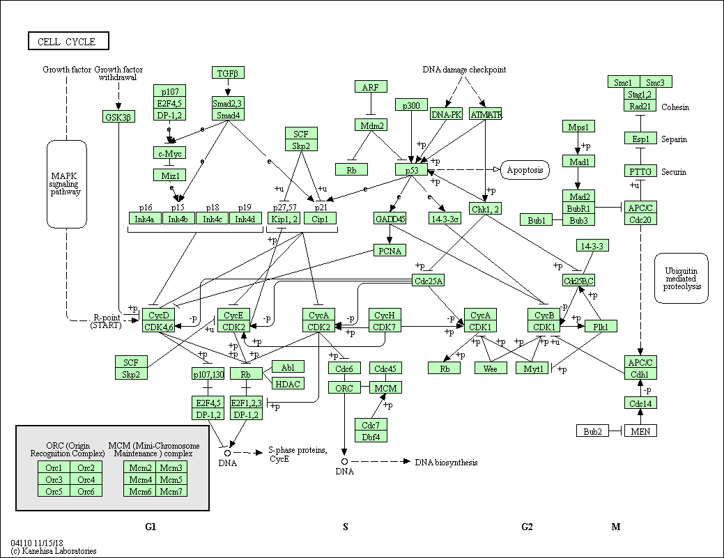 Diagrama de KEGG del “ciclo celular” (cell cycle). Imagen extraída de www.genome.jp/kegg-bin/show_pathway?hsa04110.