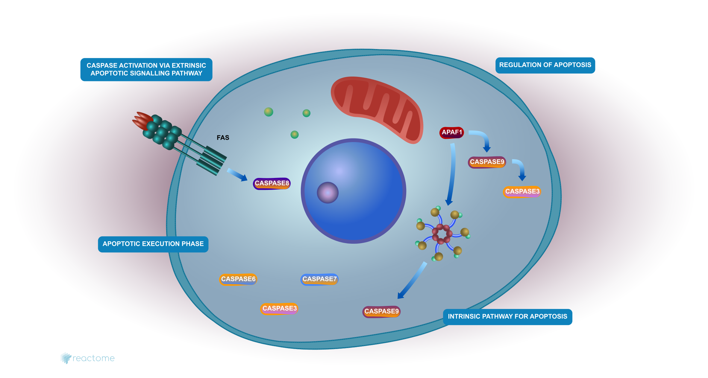 Diagrama de Reactome del término “apoptosis”. Imagen extraída de https://www.reactome.org/content/detail/R-HSA-109581.
